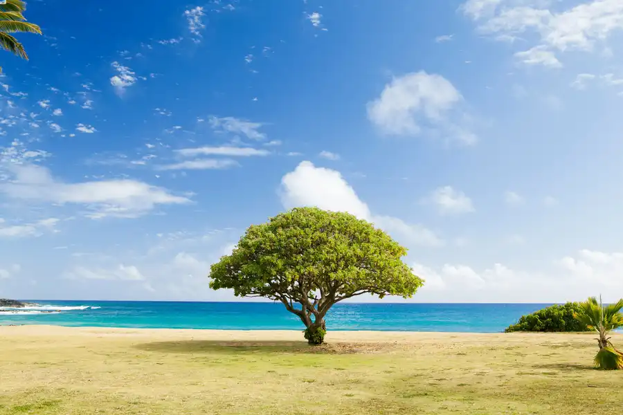 attrezzi per potare alberi alti